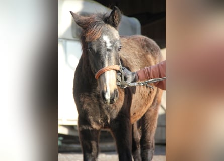 Connemara Mix, Hengst, , 158 cm, Falbe