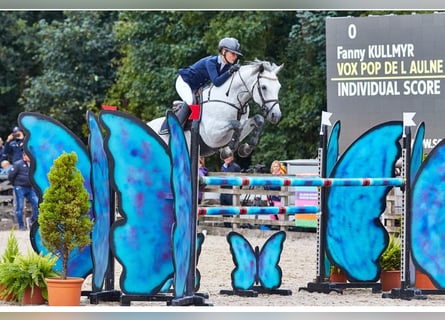 Connemara, Hingst, 1 år, 136 cm, Gulbrun