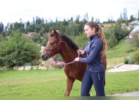 Connemara, Hingst, Föl (05/2024), 145 cm, Brun