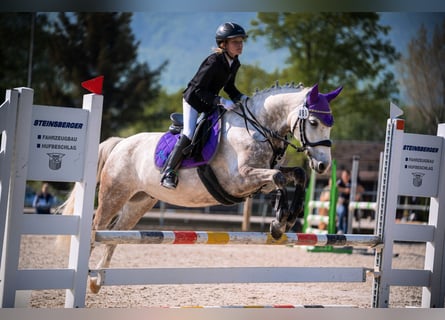 Connemara, Hongre, 14 Ans, 143 cm, Gris pommelé