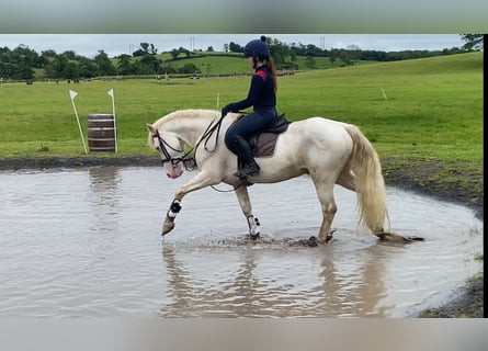 Connemara, Hongre, 14 Ans, 148 cm, Cremello