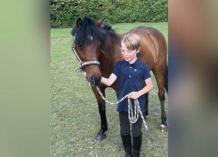 Connemara, Hongre, 15 Ans, 130 cm