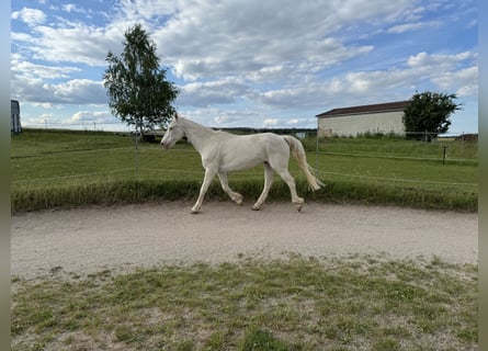 Connemara, Hongre, 15 Ans, 152 cm, Cremello