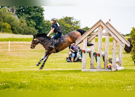 Connemara, Hongre, 16 Ans, 149 cm, Bai brun foncé