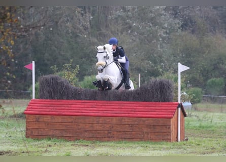 Connemara, Hongre, 18 Ans, 148 cm