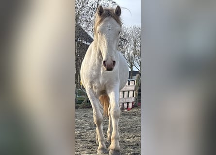Connemara, Hongre, 3 Ans, 147 cm, Cremello