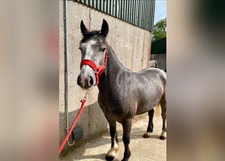 Connemara, Hongre, 4 Ans, 138 cm, Gris noir