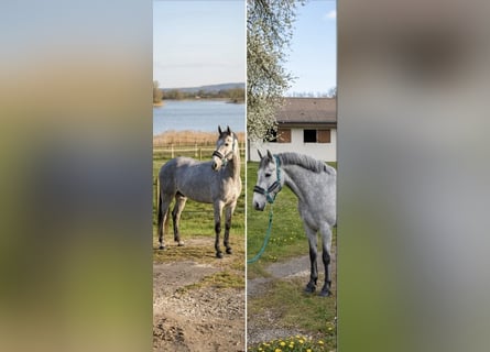Connemara, Hongre, 4 Ans, 145 cm, Gris