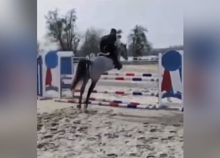 Connemara, Hongre, 4 Ans, 145 cm, Gris