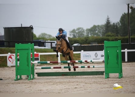 Connemara, Hongre, 4 Ans, 146 cm, Isabelle