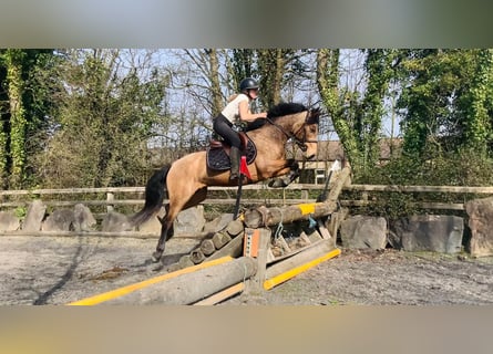 Connemara, Hongre, 4 Ans, 146 cm, Isabelle