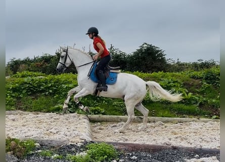 Connemara, Hongre, 4 Ans, 147 cm, Blanc