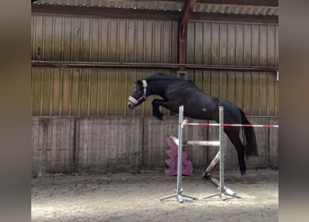 Connemara, Hongre, 4 Ans, 152 cm, Gris pommelé