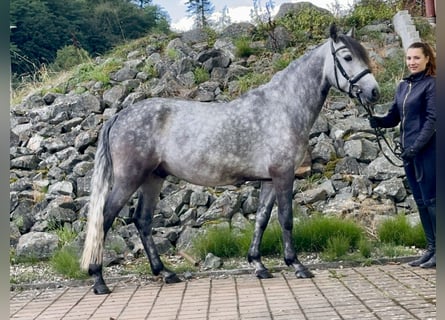 Connemara, Hongre, 4 Ans, 154 cm, Gris (bai-dun)