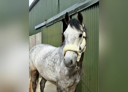 Connemara, Hongre, 4 Ans, 154 cm, Gris