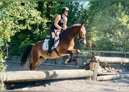 Connemara, Hongre, 4 Ans, 155 cm, Bai
