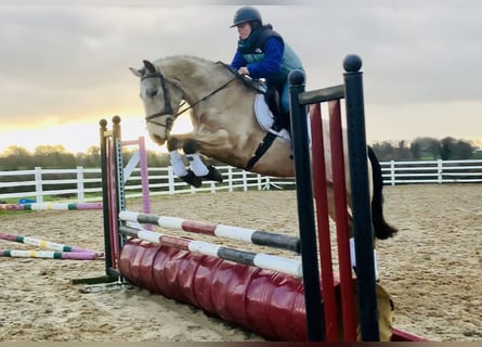 Connemara, Hongre, 4 Ans, 156 cm, Isabelle