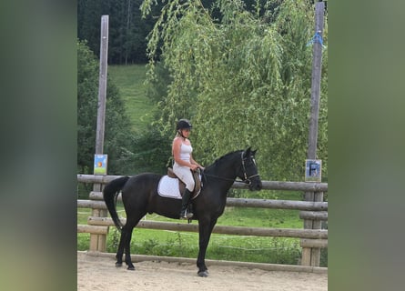 Connemara, Hongre, 4 Ans, 158 cm, Noir