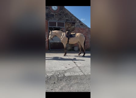 Connemara, Hongre, 4 Ans, 163 cm, Isabelle