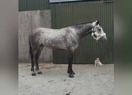 Connemara, Hongre, 4 Ans, Gris