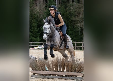 Connemara, Hongre, 5 Ans, 148 cm, Gris noir