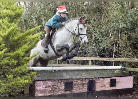 Connemara, Hongre, 5 Ans, 152 cm