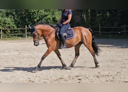 Connemara, Hongre, 5 Ans, 154 cm, Bai clair