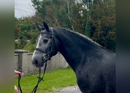 Connemara, Hongre, 5 Ans, 155 cm, Gris