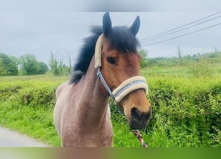 Connemara, Hongre, 6 Ans, 143 cm, Rouan Rouge