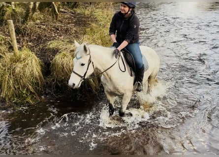 Connemara, Hongre, 6 Ans, 147 cm, Gris
