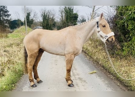 Connemara, Hongre, 6 Ans, 148 cm, Palomino