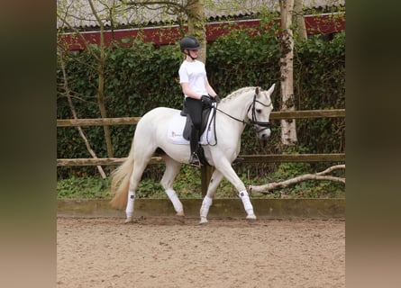 Connemara, Jument, 15 Ans, 148 cm, Gris