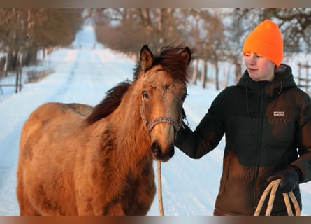 Connemara Croisé, Jument, 1 Année, 148 cm, Buckskin