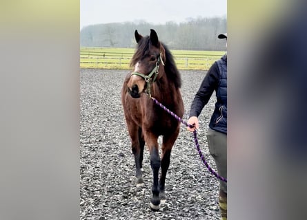 Connemara, Jument, 2 Ans, 140 cm, Bai
