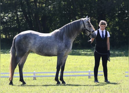 Connemara, Jument, 3 Ans, 142 cm, Gris