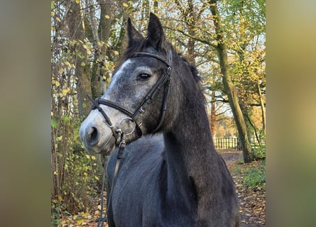 Connemara, Jument, 3 Ans, 156 cm, Gris noir