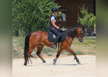 Connemara, Jument, 4 Ans, 139 cm, Bai