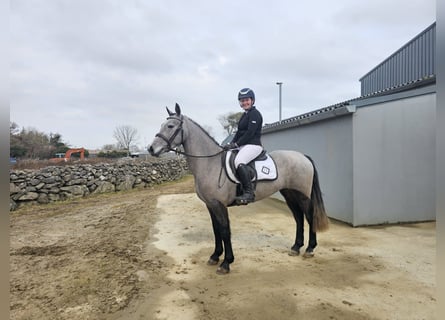 Connemara, Jument, 4 Ans, 143 cm, Gris