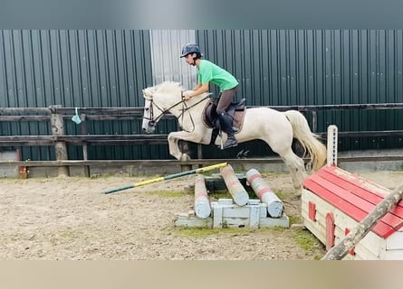 Connemara, Jument, 4 Ans, 144 cm, Gris