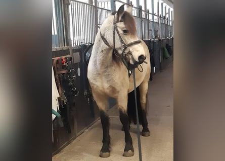 Connemara, Jument, 4 Ans, 144 cm, Isabelle