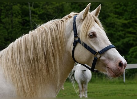 Connemara, Jument, 4 Ans, 144 cm, Perlino