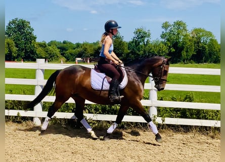 Connemara, Jument, 4 Ans, 145 cm, Bai