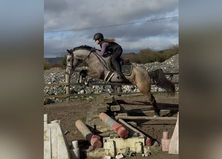 Connemara, Jument, 4 Ans, 146 cm, Isabelle