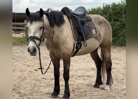 Connemara, Jument, 4 Ans, 148 cm, Isabelle