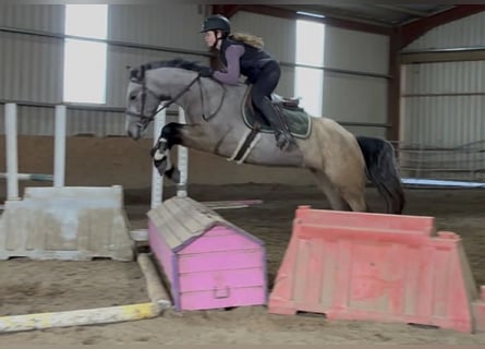 Connemara, Jument, 4 Ans, 148 cm, Isabelle