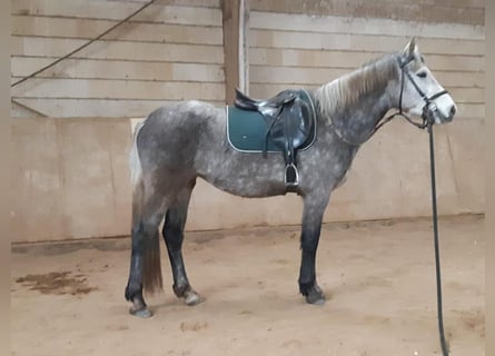 Connemara, Jument, 4 Ans, 152 cm, Gris pommelé