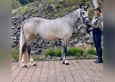 Connemara, Jument, 4 Ans, 154 cm, Gris (bai-dun)