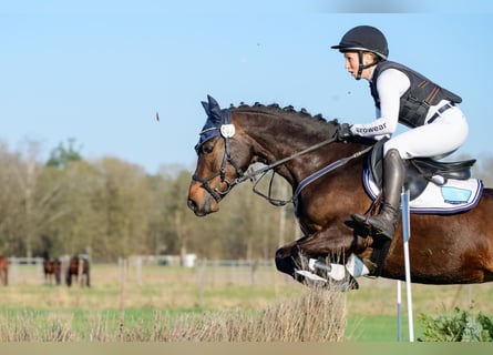 Connemara, Jument, 5 Ans, 146 cm, Bai