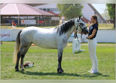 Connemara, Jument, 5 Ans, 146 cm, Gris noir