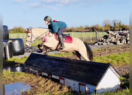 Connemara, Jument, 5 Ans, 147 cm, Isabelle